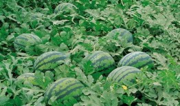 射阳网红吃瓜群微信号,揭秘幕后故事，畅谈热点话题